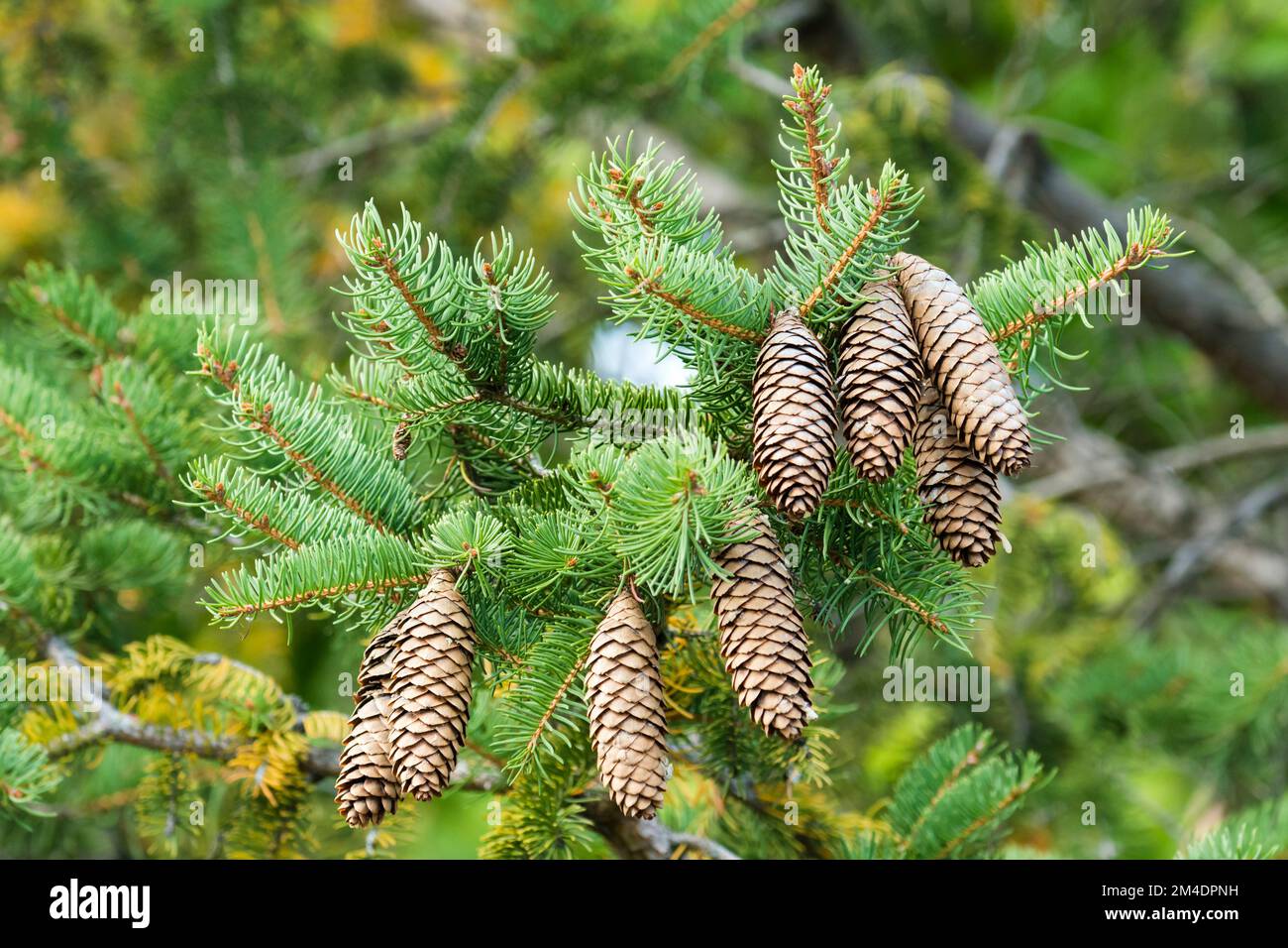 Cônes d'épinette de Norvège (Picea Abies) Banque D'Images