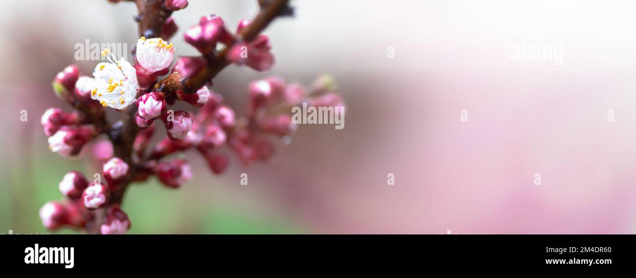 Une pêche qui fleurit au printemps. Belle fleur rose sur une branche d'arbre. Un arrière-plan de printemps doux avec des rayons du soleil et un arrière-plan flou avec une copie Banque D'Images