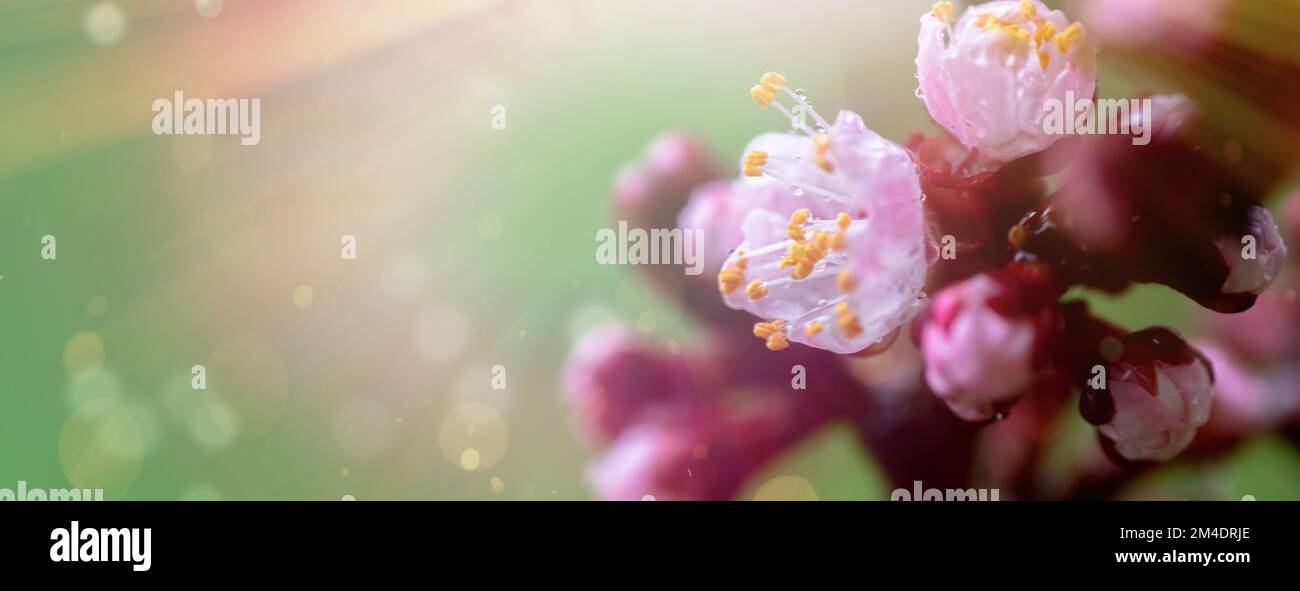 Une pêche qui fleurit au printemps. Belle fleur rose sur une branche d'arbre. Un arrière-plan de printemps doux avec des rayons du soleil et un arrière-plan flou avec une copie Banque D'Images