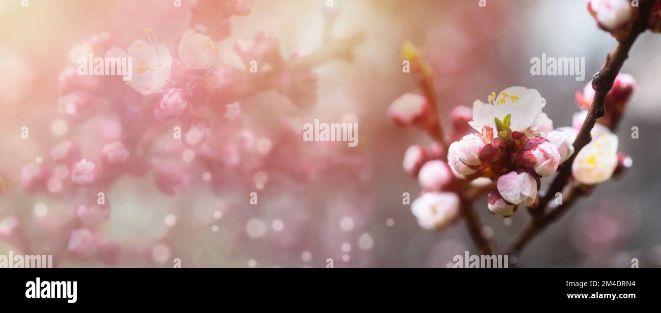 Une pêche qui fleurit au printemps. Belle fleur rose sur une branche d'arbre. Un arrière-plan de printemps doux avec des rayons du soleil et un arrière-plan flou avec une copie Banque D'Images