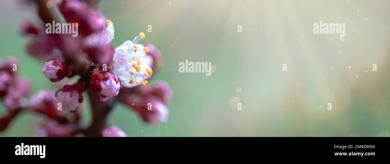 Une pêche qui fleurit au printemps. Belle fleur rose sur une branche d'arbre. Un arrière-plan de printemps doux avec des rayons du soleil et un arrière-plan flou avec une copie Banque D'Images