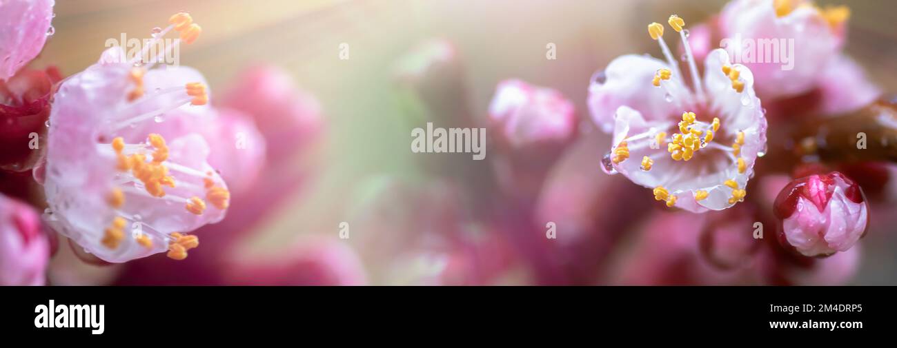 Une pêche qui fleurit au printemps. Belle fleur rose sur une branche d'arbre. Un arrière-plan de printemps doux avec des rayons du soleil et un arrière-plan flou avec une copie Banque D'Images