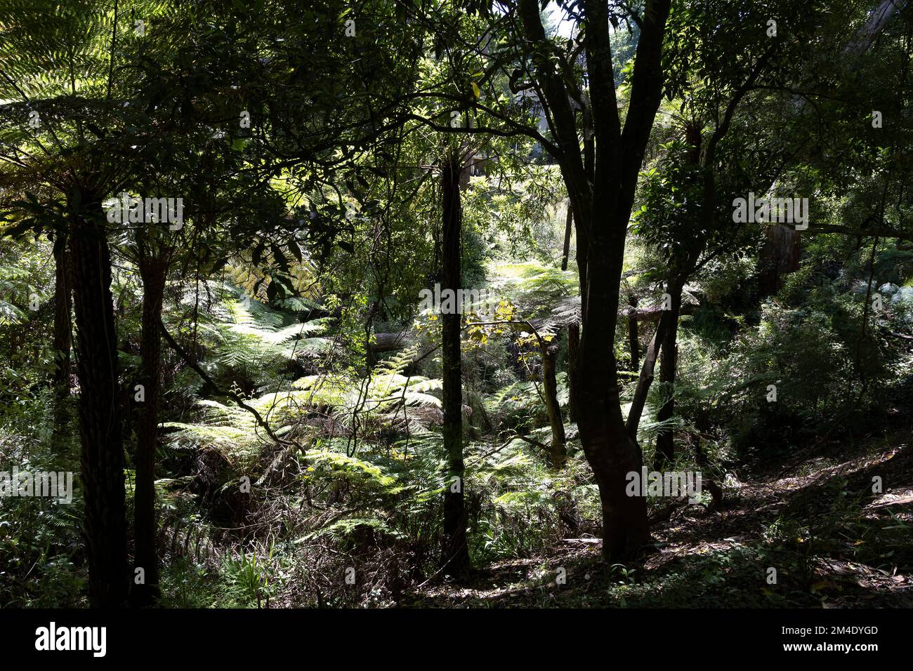 Belgrave est une ville et une banlieue à Melbourne, Victoria, Australie Banque D'Images