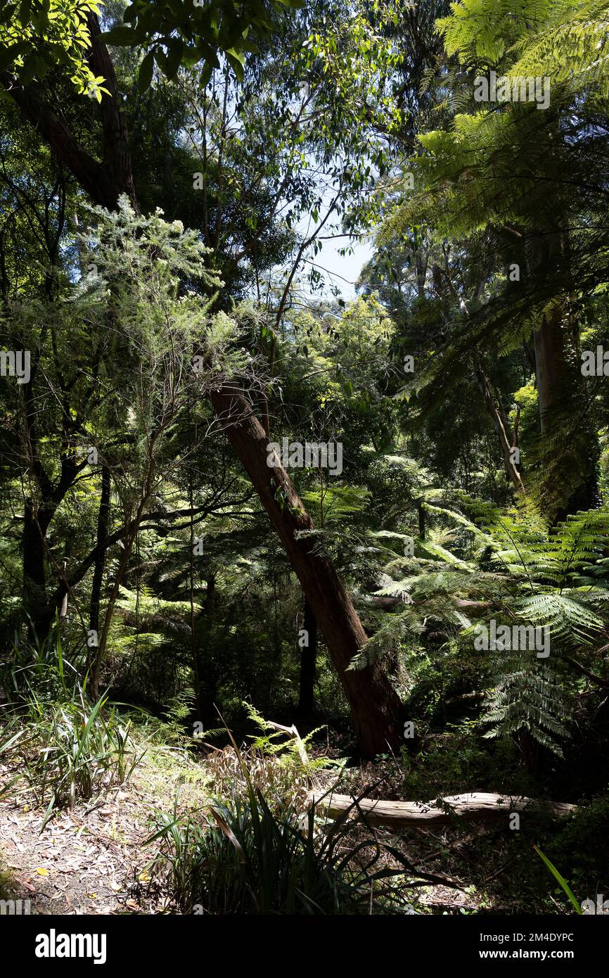 Belgrave est une ville et une banlieue à Melbourne, Victoria, Australie Banque D'Images