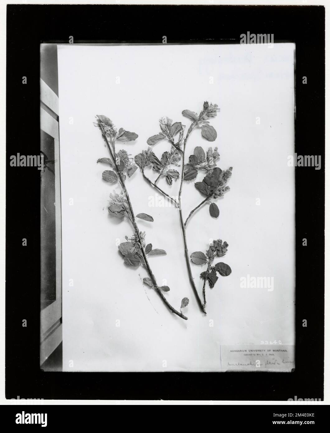 Identification de l'arbre - Herbarium Specimen. Photographies relatives aux forêts nationales, aux pratiques de gestion des ressources, au personnel et à l'histoire culturelle et économique Banque D'Images