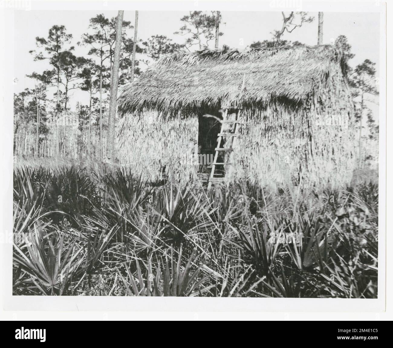 Écoles de foresterie. Photographies relatives aux forêts nationales, aux pratiques de gestion des ressources, au personnel et à l'histoire culturelle et économique Banque D'Images