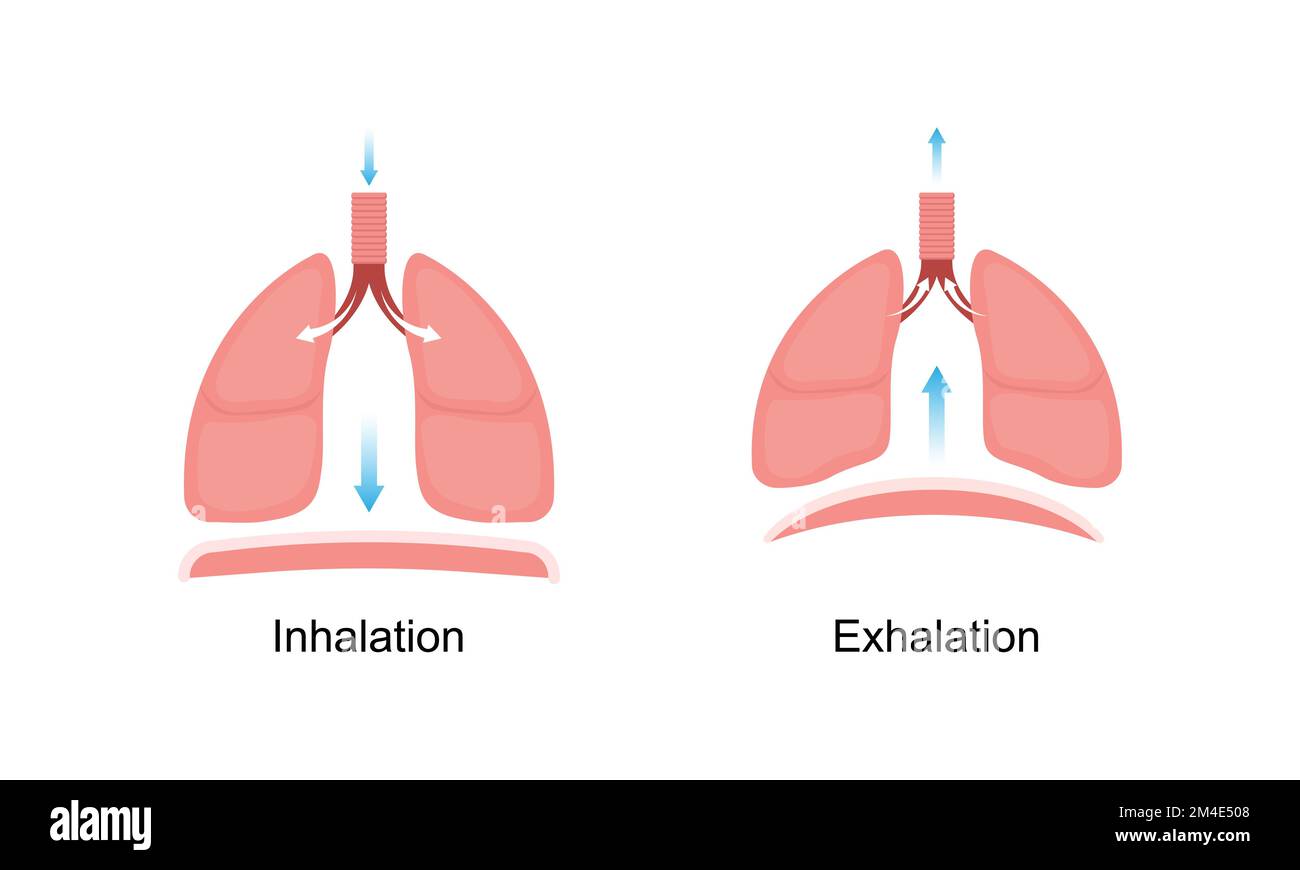 Conception scientifique de la respiration. Inhalation et inhalation. Symboles colorés. Illustration vectorielle. Illustration de Vecteur