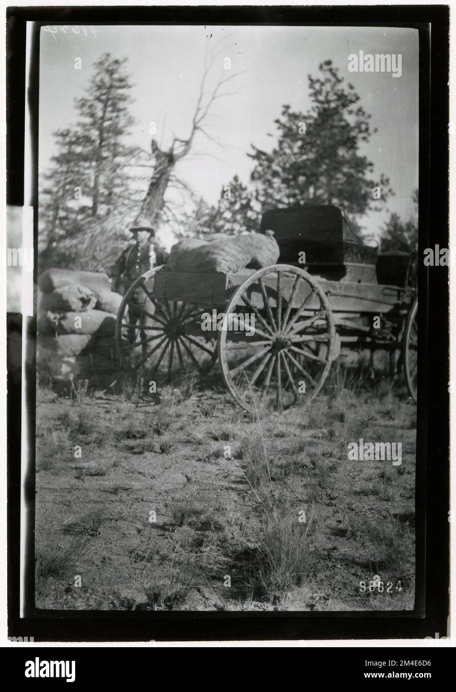 Graines d'arbre - collecte. Photographies relatives aux forêts nationales, aux pratiques de gestion des ressources, au personnel et à l'histoire culturelle et économique Banque D'Images