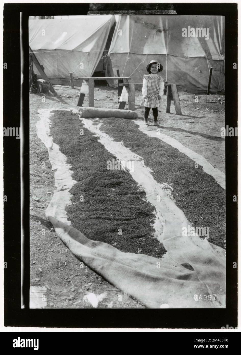Graines d'arbre - collecte. Photographies relatives aux forêts nationales, aux pratiques de gestion des ressources, au personnel et à l'histoire culturelle et économique Banque D'Images