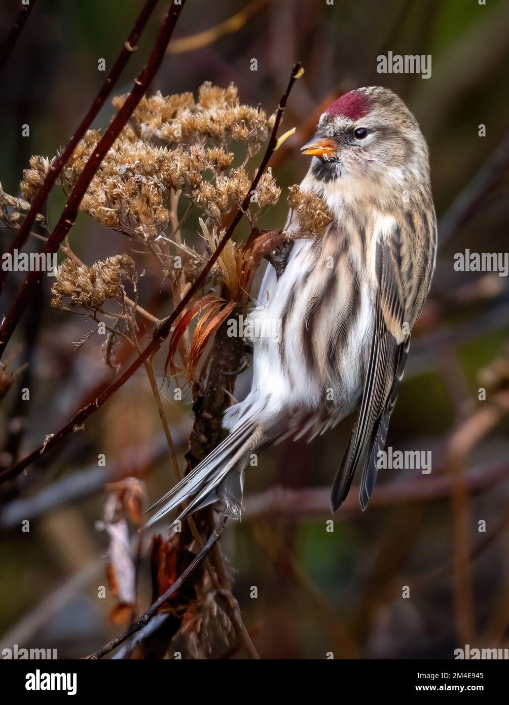 Femelle immature, commune, Redpoll (Acanthis flammea), perchée sur une branche et se nourrissant de graines, automne Banque D'Images