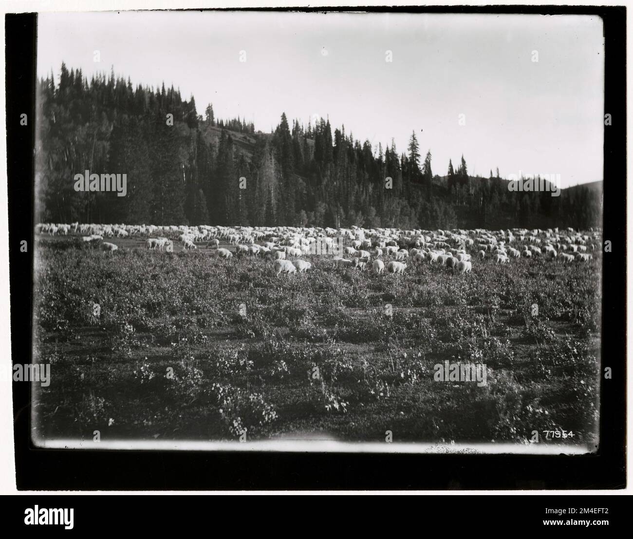 Pâturage des moutons : général. Photographies relatives aux forêts nationales, aux pratiques de gestion des ressources, au personnel et à l'histoire culturelle et économique Banque D'Images