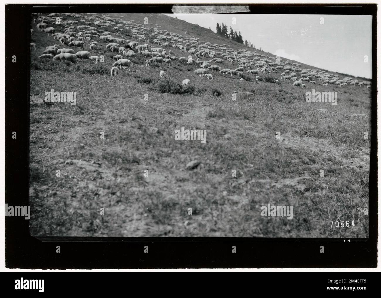 Pâturage des moutons : général. Photographies relatives aux forêts nationales, aux pratiques de gestion des ressources, au personnel et à l'histoire culturelle et économique Banque D'Images