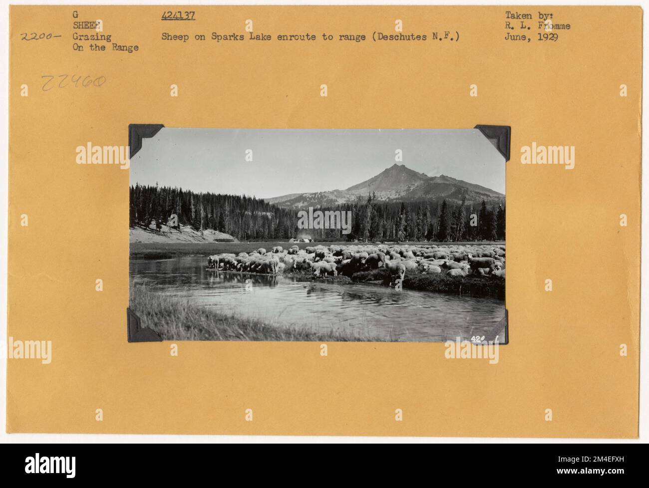 Pâturage des moutons : général. Photographies relatives aux forêts nationales, aux pratiques de gestion des ressources, au personnel et à l'histoire culturelle et économique Banque D'Images