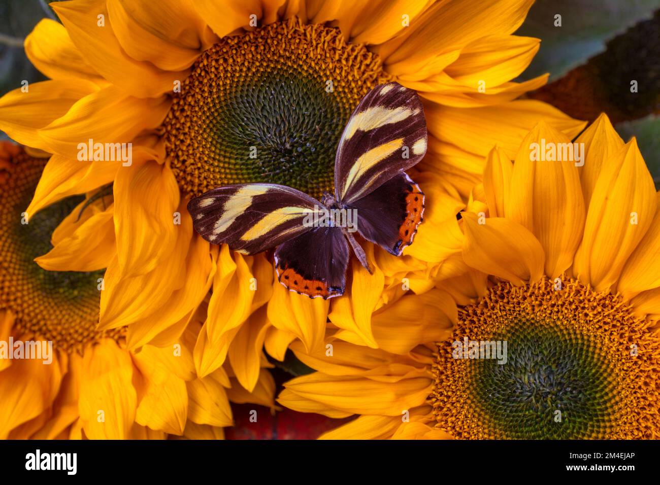 Papillon reposant sur Sunflower Still Life Banque D'Images