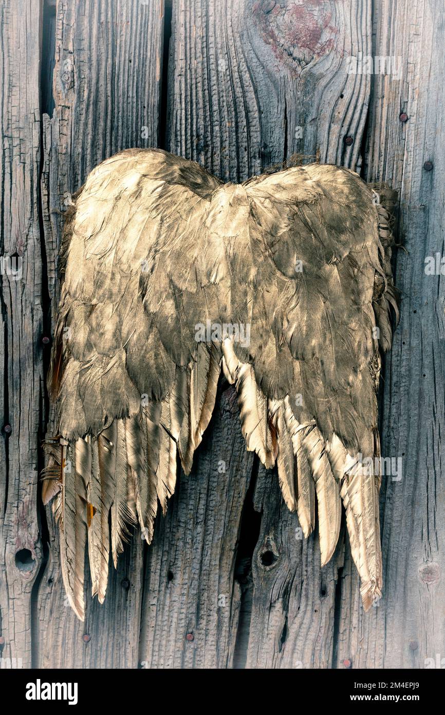 Golden Angel Wings encore la vie Banque D'Images