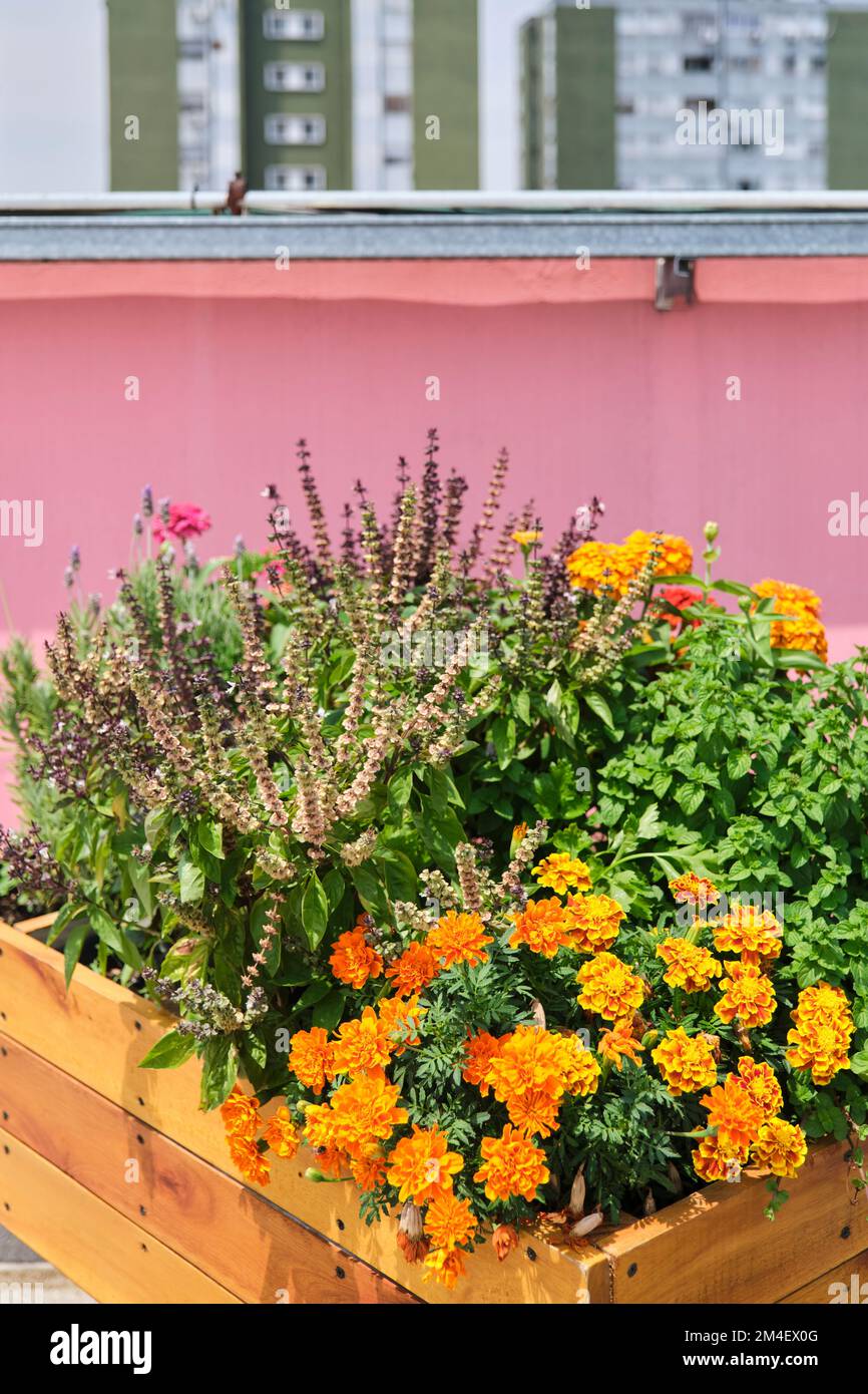 Légumes et plantes aromatiques poussant dans un jardin communautaire urbain situé sur le toit d'un bâtiment. Concepts d'agriculture durable, écologie Banque D'Images