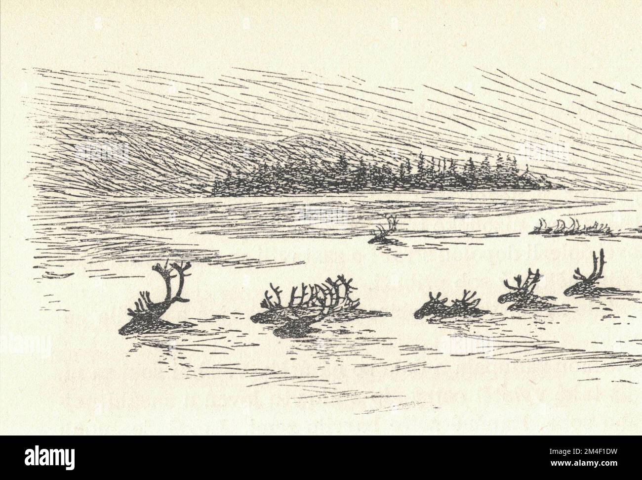 Un troupeau de rennes nage à travers le lac. Représentation d'un animal préhistorique. Ancienne illustration en noir et blanc. Dessin vintage. Illustration par Zdenek Burian. Zdenek Michael Frantisek Burian (11 février 1905 à Koprivnice, Moravie, Autriche-Hongrie 1 juillet 1981 à Prague, Tchécoslovaquie) est un peintre, illustrateur de livres et paléoartiste tchèque dont les travaux ont joué un rôle central dans le développement de la reconstruction paléontologique. À l'origine reconnue uniquement en Tchécoslovaquie natale, la renommée de Burian s'est par la suite étendue à un public international au cours d'une carrière remarquable s'étendant sur six décennies (1930s t Banque D'Images