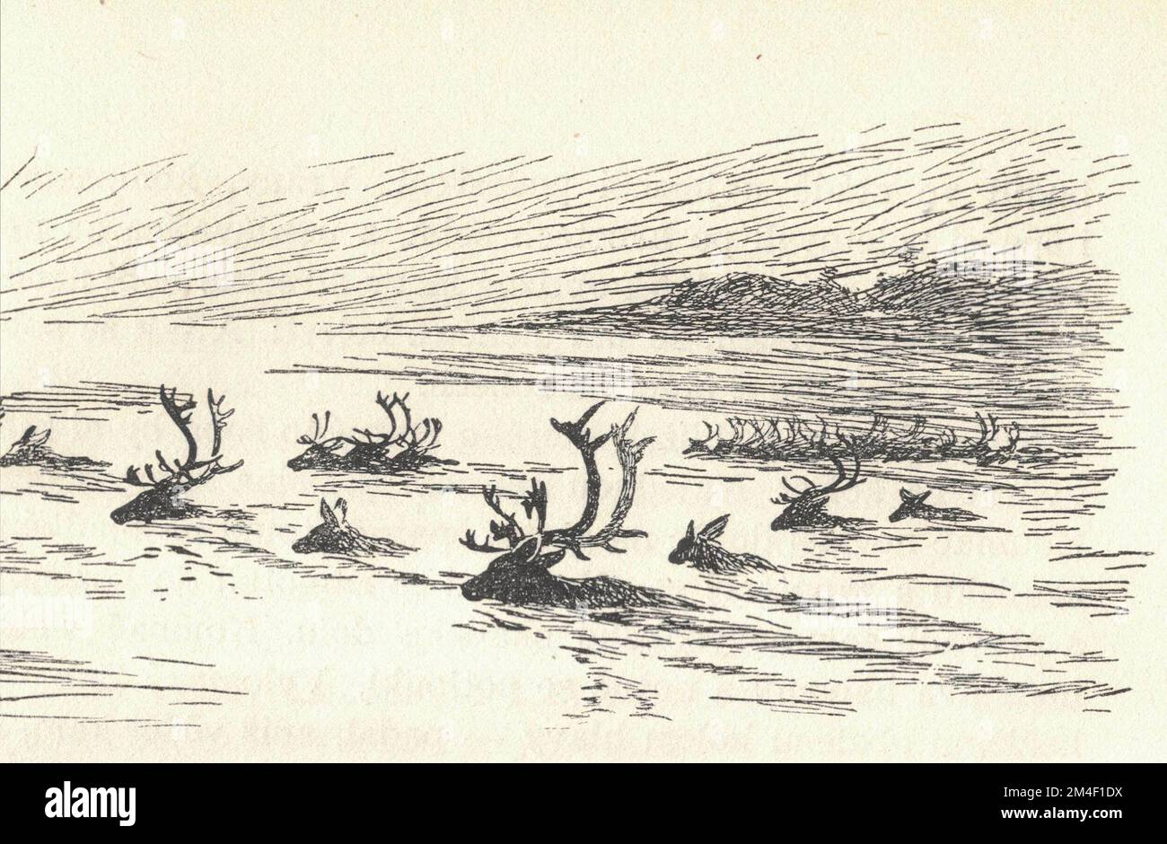 Un troupeau de rennes nage à travers le lac. Représentation d'un animal préhistorique. Ancienne illustration en noir et blanc. Dessin vintage. Illustration par Zdenek Burian. Zdenek Michael Frantisek Burian (11 février 1905 à Koprivnice, Moravie, Autriche-Hongrie 1 juillet 1981 à Prague, Tchécoslovaquie) est un peintre, illustrateur de livres et paléoartiste tchèque dont les travaux ont joué un rôle central dans le développement de la reconstruction paléontologique. À l'origine reconnue uniquement en Tchécoslovaquie natale, la renommée de Burian s'est par la suite étendue à un public international au cours d'une carrière remarquable s'étendant sur six décennies (1930s t Banque D'Images