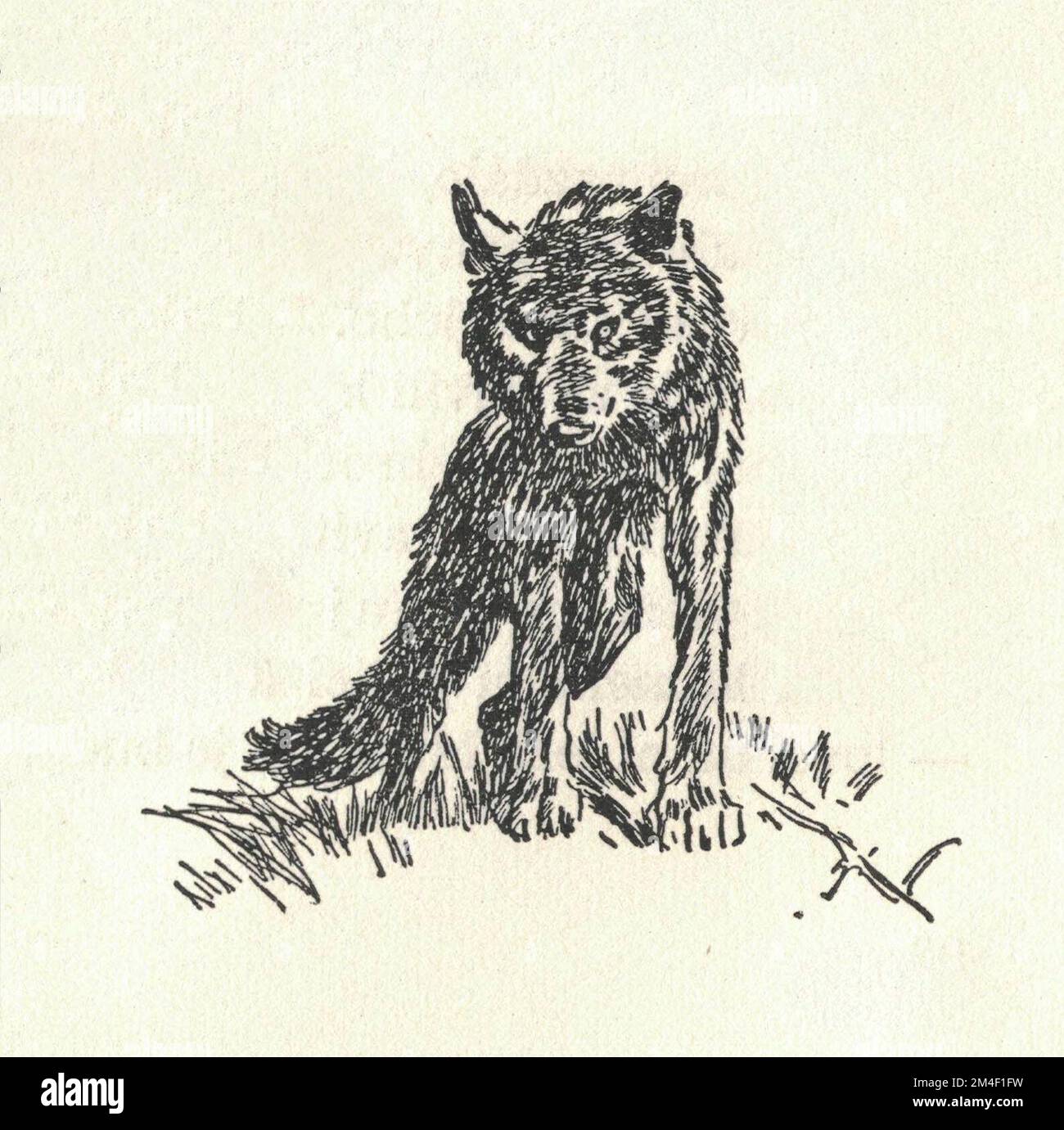 Le loup qui rôde. Représentation d'un animal préhistorique. Ancienne illustration en noir et blanc. Dessin vintage. Illustration par Zdenek Burian. Zdenek Michael Frantisek Burian (11 février 1905 à Koprivnice, Moravie, Autriche-Hongrie 1 juillet 1981 à Prague, Tchécoslovaquie) est un peintre, illustrateur de livres et paléoartiste tchèque dont les travaux ont joué un rôle central dans le développement de la reconstruction paléontologique. À l'origine reconnue uniquement en Tchécoslovaquie natale, la renommée de Burian s'est par la suite étendue à un public international au cours d'une carrière remarquable s'étendant sur six décennies (1930s à 1980s). Il est considéré Banque D'Images