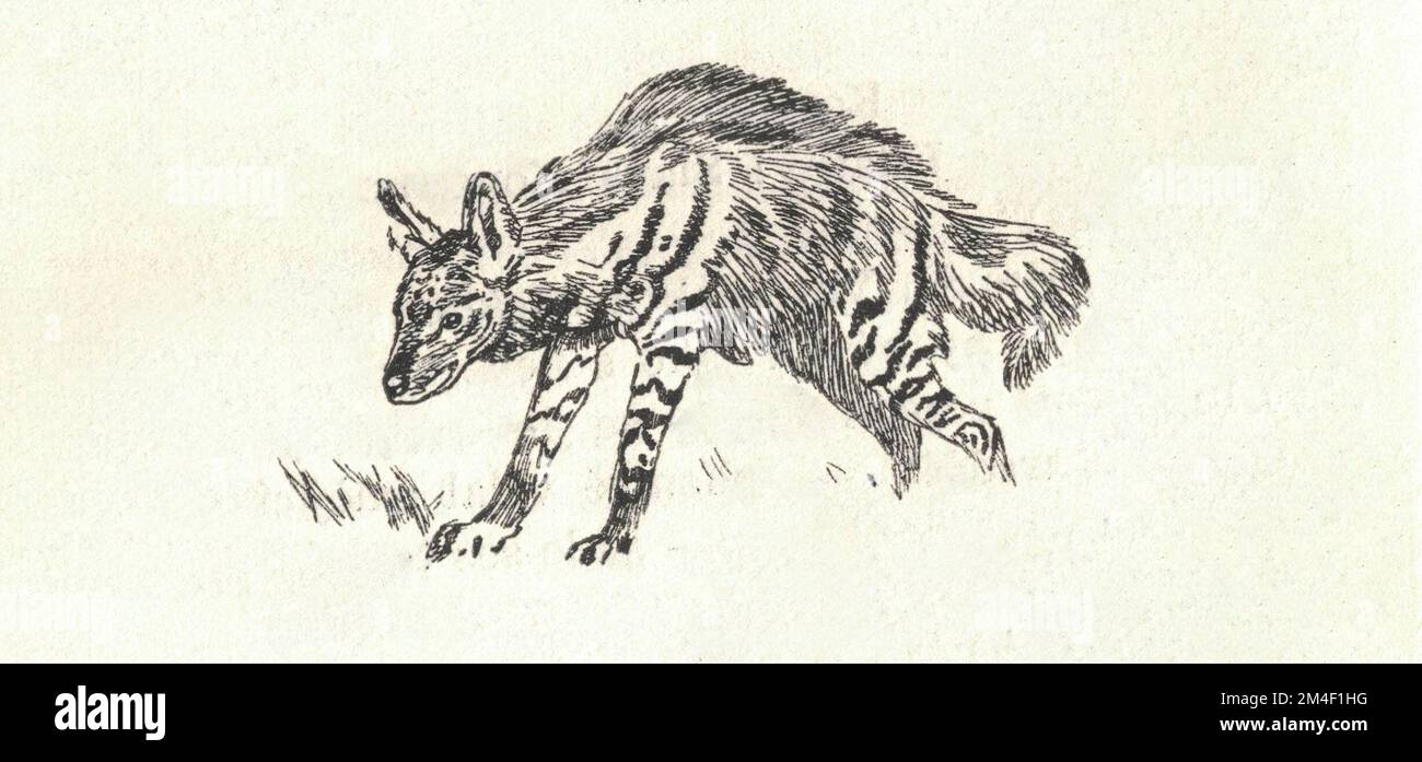 L'hyène. Représentation d'un animal préhistorique. Ancienne illustration en noir et blanc. Dessin vintage. Illustration par Zdenek Burian. Zdenek Michael Frantisek Burian (11 février 1905 à Koprivnice, Moravie, Autriche-Hongrie 1 juillet 1981 à Prague, Tchécoslovaquie) est un peintre, illustrateur de livres et paléoartiste tchèque dont les travaux ont joué un rôle central dans le développement de la reconstruction paléontologique. À l'origine reconnue uniquement en Tchécoslovaquie natale, la renommée de Burian s'est par la suite étendue à un public international au cours d'une carrière remarquable s'étendant sur six décennies (1930s à 1980s). Il est considéré par l'homme Banque D'Images