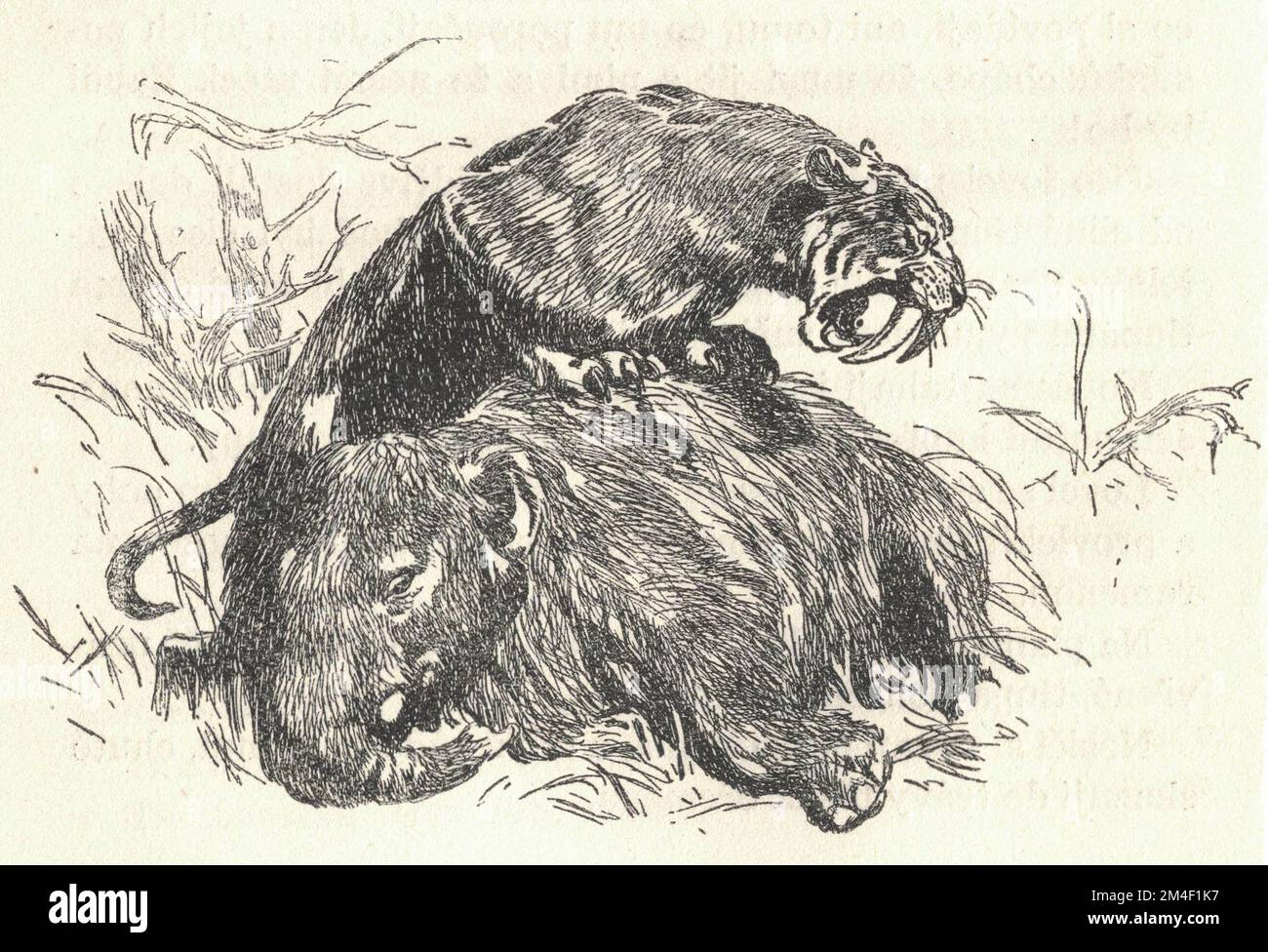 Un chat à dents de sabre a tué un bébé mammouth. Représentation d'un animal préhistorique. Ancienne illustration en noir et blanc. Dessin vintage. Illustration par Zdenek Burian. Zdenek Michael Frantisek Burian (11 février 1905 à Koprivnice, Moravie, Autriche-Hongrie 1 juillet 1981 à Prague, Tchécoslovaquie) est un peintre, illustrateur de livres et paléoartiste tchèque dont les travaux ont joué un rôle central dans le développement de la reconstruction paléontologique. À l'origine reconnue uniquement en Tchécoslovaquie natale, la renommée de Burian s'est par la suite étendue à un public international au cours d'une carrière remarquable s'étendant sur six décennies (1930s Banque D'Images