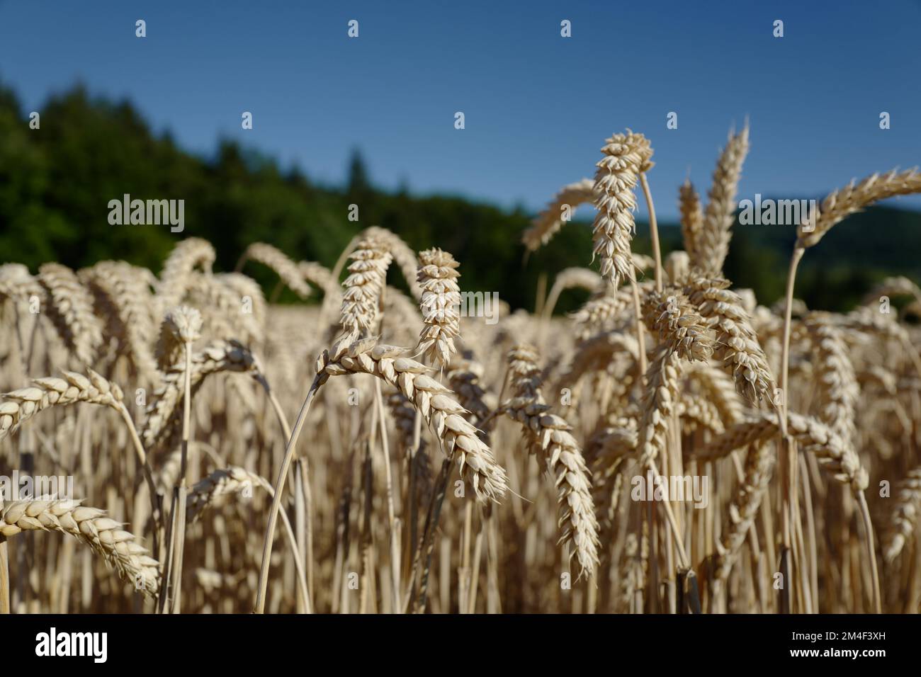 Prêts pour la récolte de grain Banque D'Images