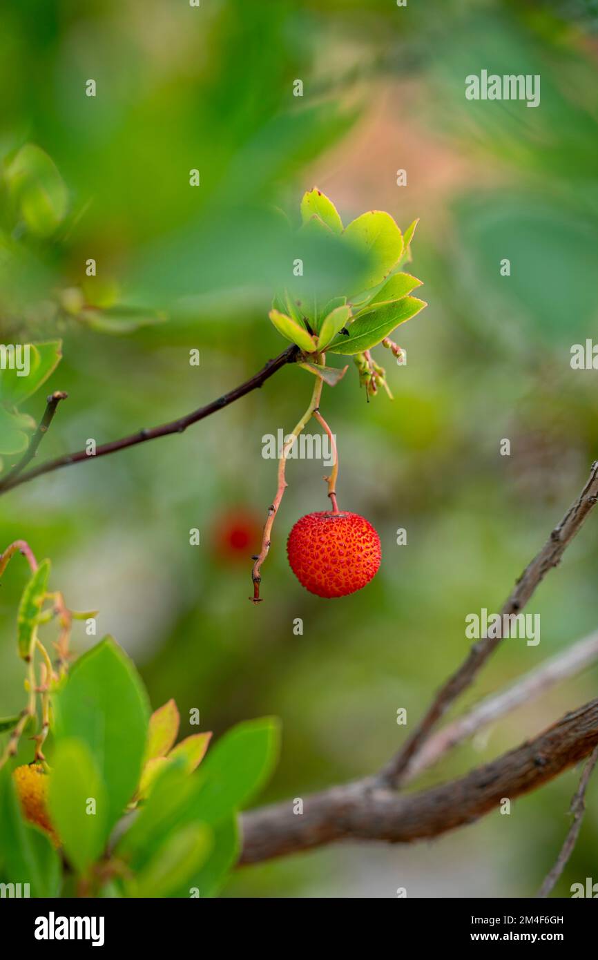 Arbutus isolé sur le fraisier Banque D'Images