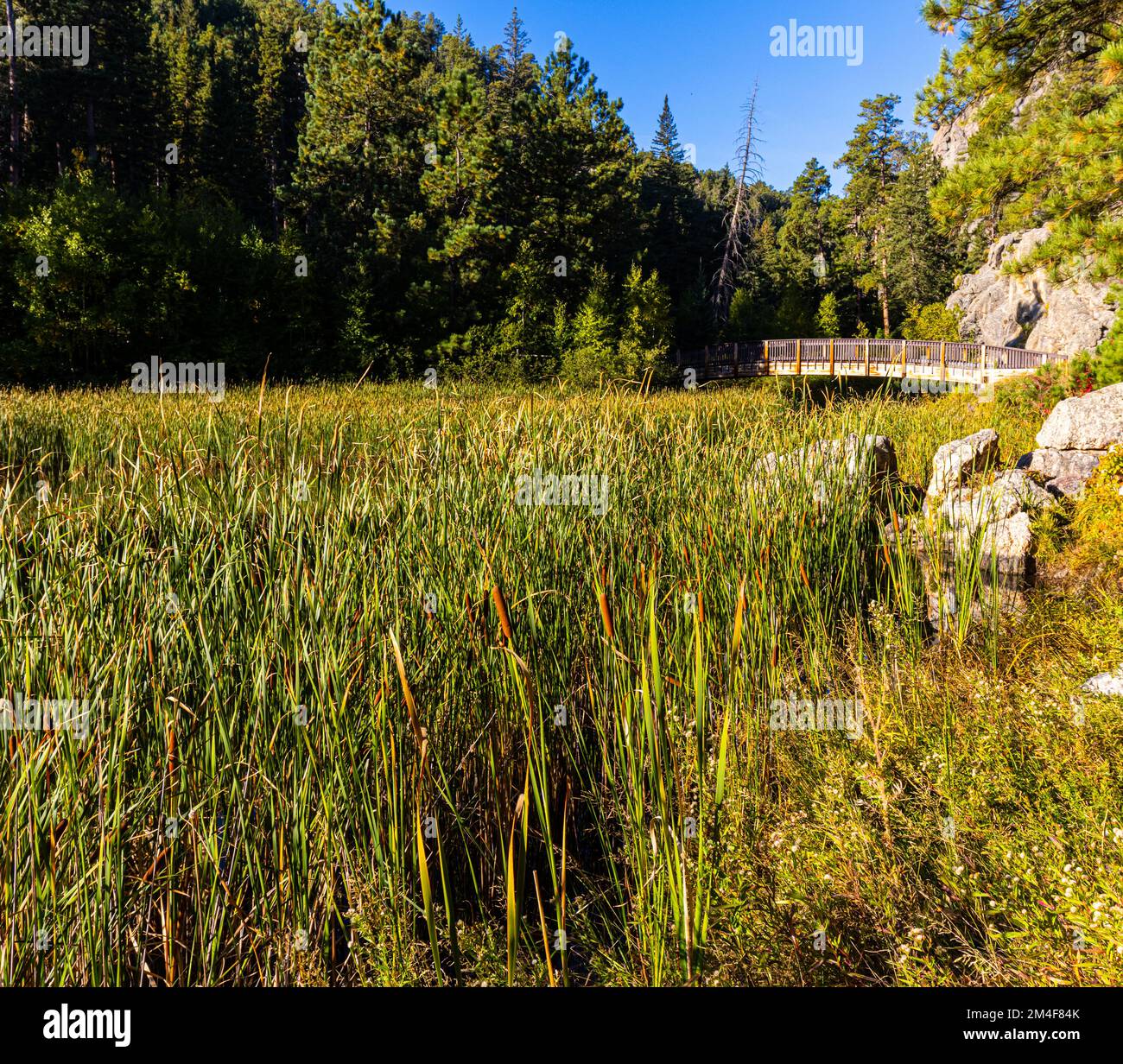 Pont en bois traversant le lac Horsethief, parc national Custer, Dakota du Sud, États-Unis Banque D'Images