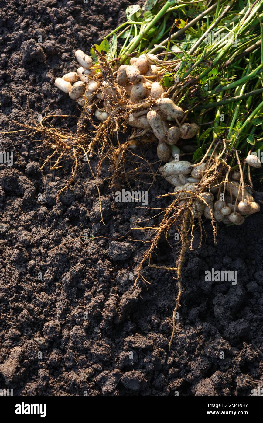 Plantes d'arachides fraîches avec racines Banque D'Images