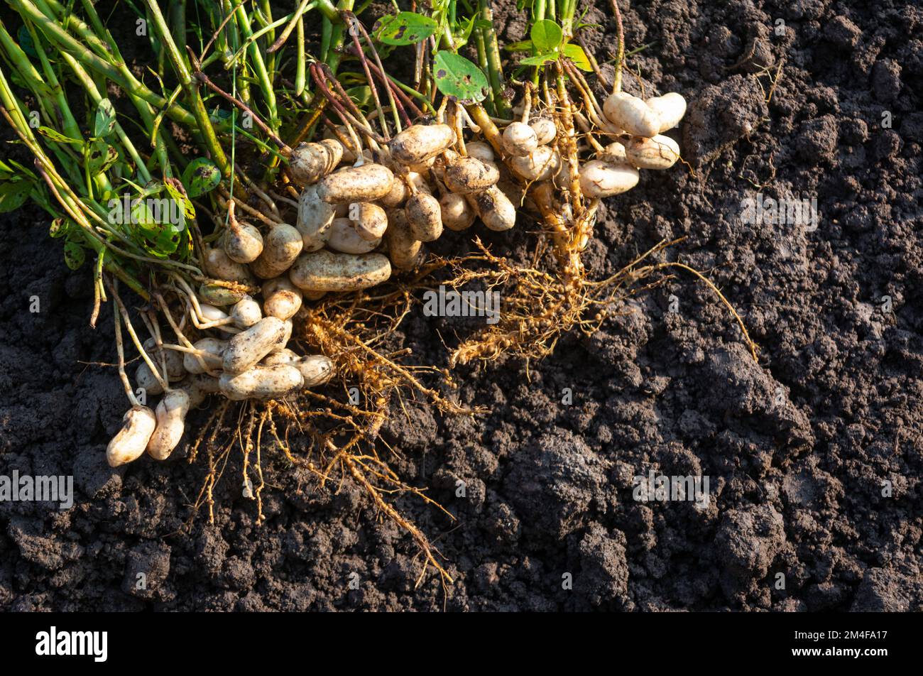 Plantes d'arachides fraîches avec racines Banque D'Images