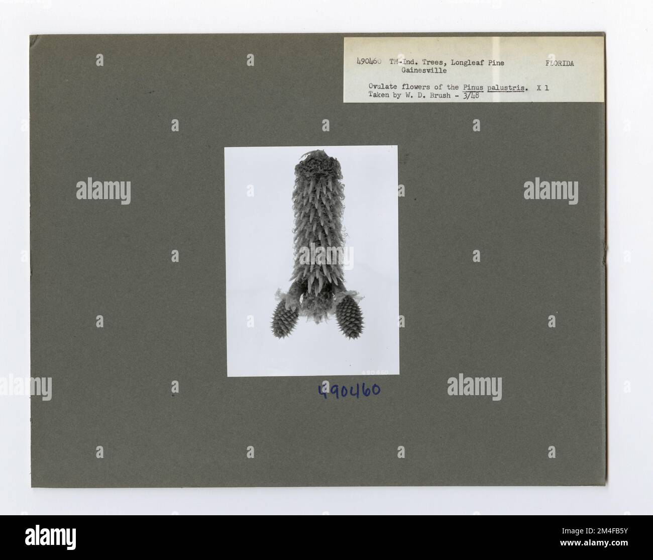 Identification de l'arbre - PIN, feuille longue. Photographies relatives aux forêts nationales, aux pratiques de gestion des ressources, au personnel et à l'histoire culturelle et économique Banque D'Images