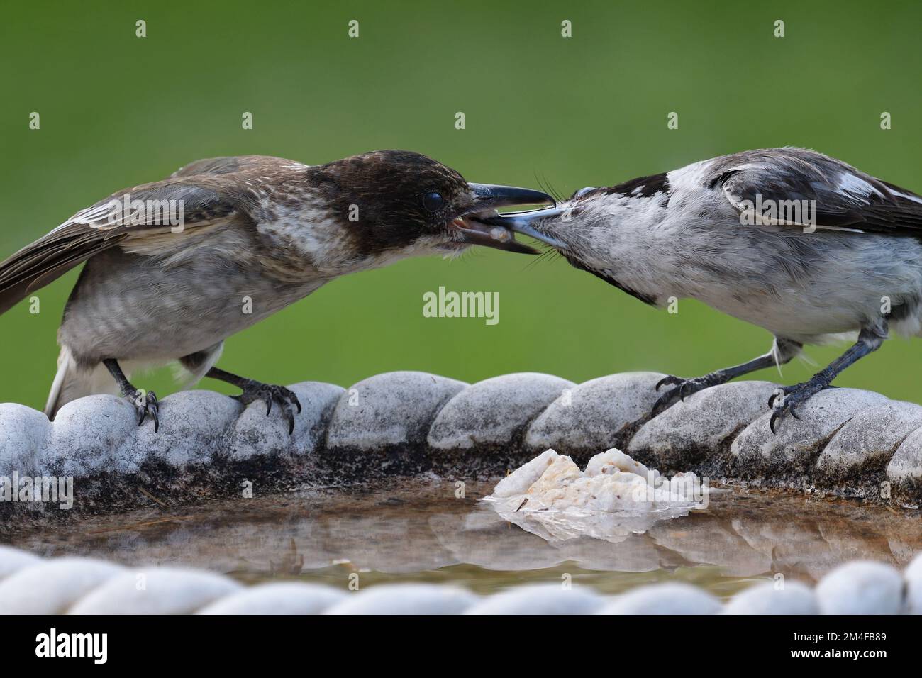 Un parent adulte Butcherbird gris - Cracticus torquatus - oiseau nourrissant son jeune immature un morceau de pain humide laissé par un Nid dans un bain d'oiseaux Banque D'Images