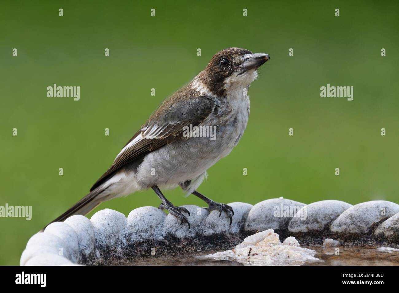Un oiseau immature gris Butcherbird -Cracticus torquatus- qui recherche un morceau de pain mouillé laissé par un Nid dans un bain d'oiseaux Banque D'Images