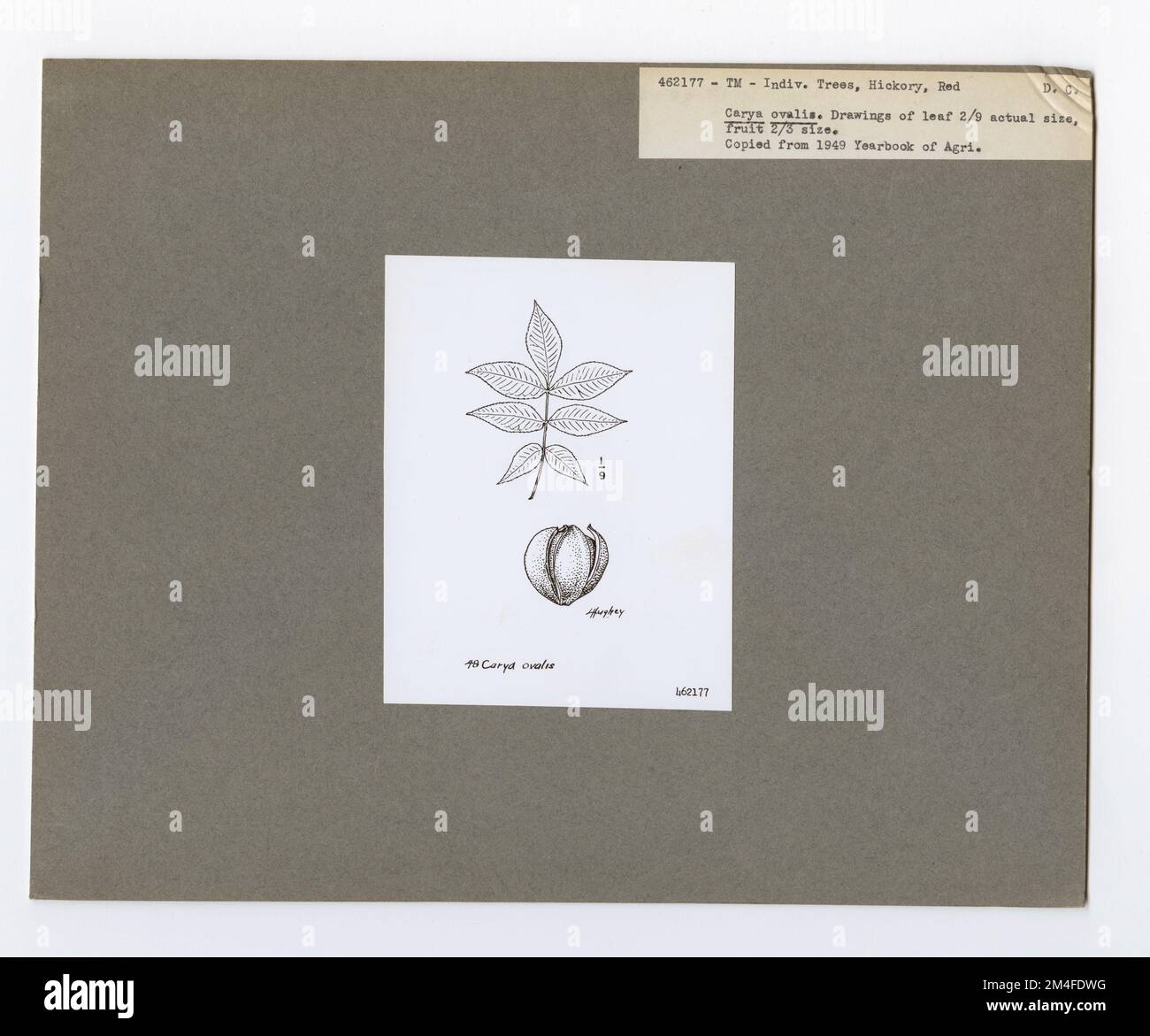 Identification de l'arbre - Hickory: Pignut. Photographies relatives aux forêts nationales, aux pratiques de gestion des ressources, au personnel et à l'histoire culturelle et économique Banque D'Images