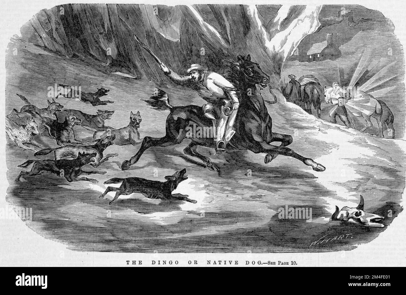 Le Dingo ou le chien natif. Illustration du journal australien de 1866. Banque D'Images