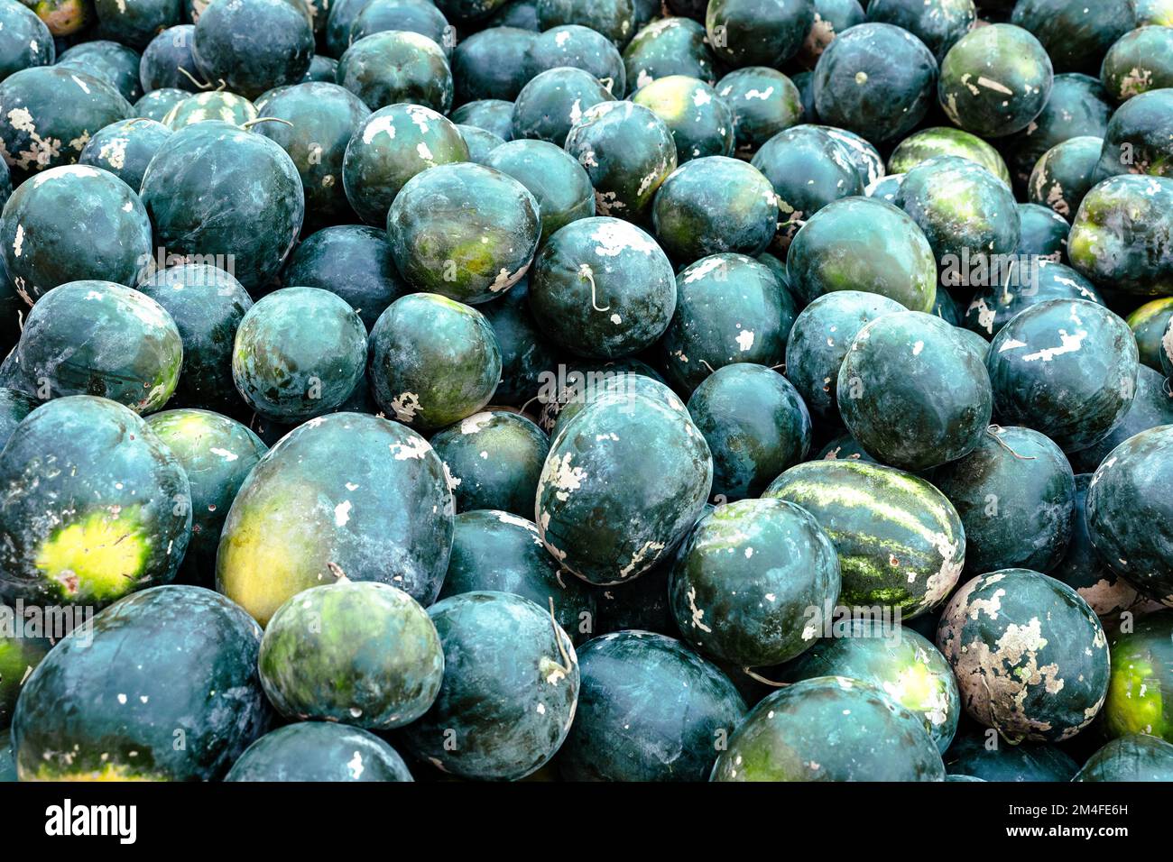 Pastèques vertes vendues dans un marché de rue en Oman. Banque D'Images