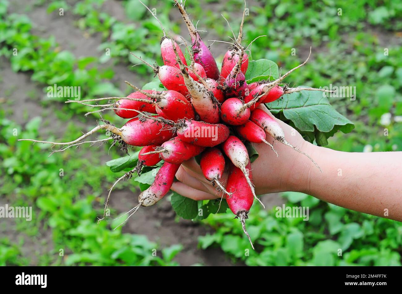 Femelle tenant main récolte de radis en serre. Concept de nourriture saine, légumes biologiques. mise au point sélective Banque D'Images