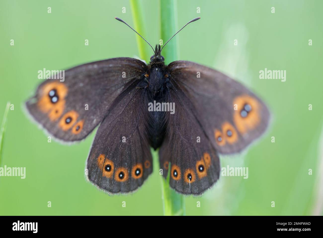 Erebia medusa (Ringlet des bois) papillon de la famille des Nymphalidae. Le sujet de l'entomologie, de la pollinisation, de la collecte des insectes. Banque D'Images