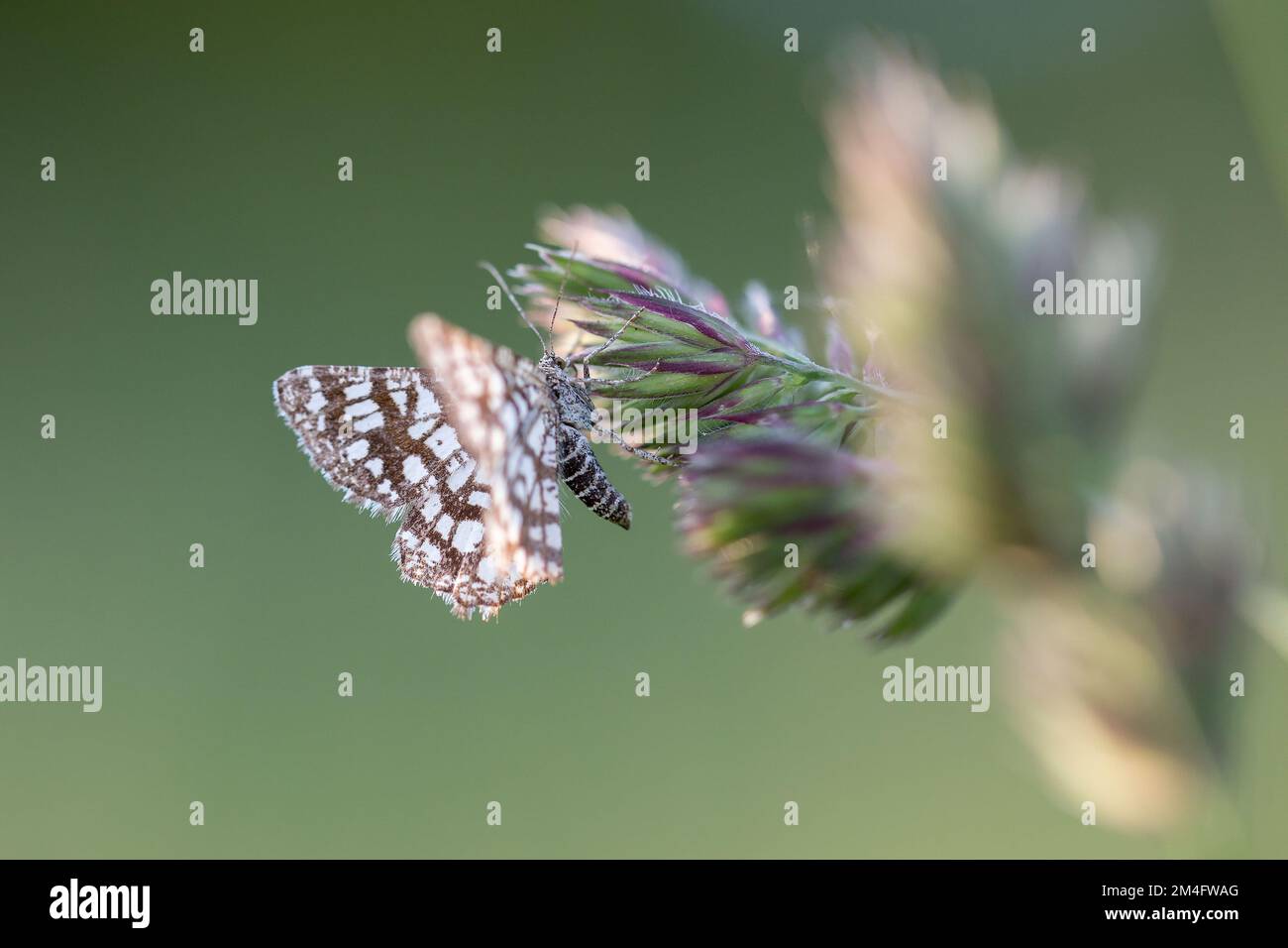 La Moth de Heath à lattes (Chiasmia clathrata) perçant sur la tige d'une plante. Le sujet des insectes, entomologie, collection d'insectes. Banque D'Images
