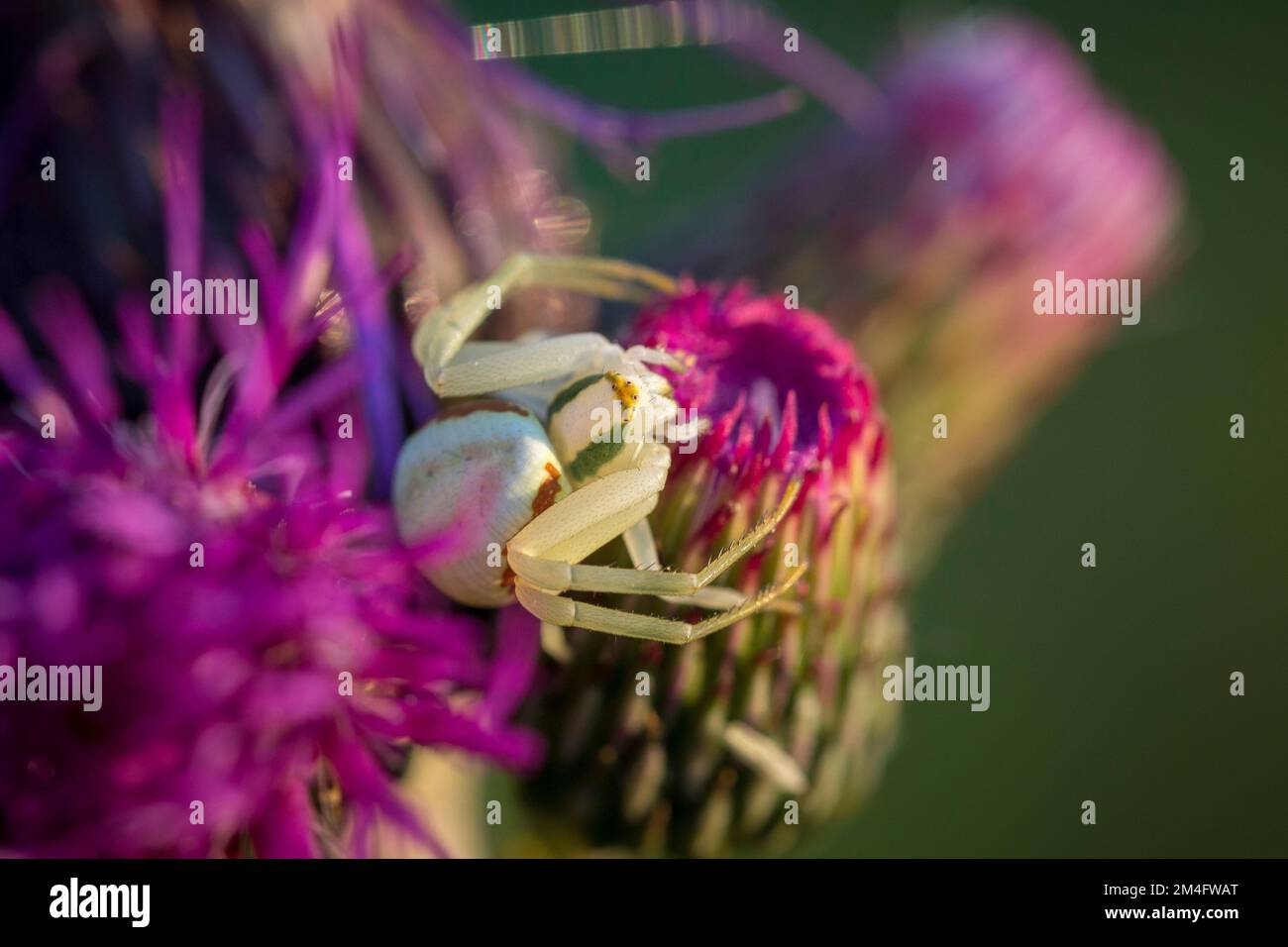 Araignée de crabe de Goldenrod (Misumena vatia) sur une fleur. Gros plan de l'araignée de crabe de fleur jaune Misumena vatia. Thème araignée, arachnophobie, collecti araignée Banque D'Images