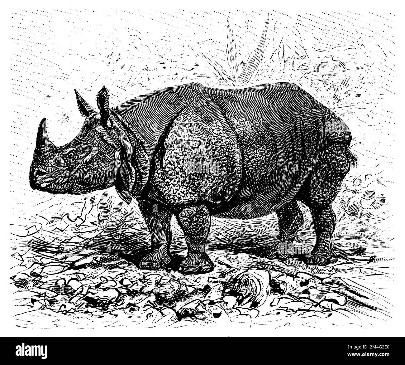 Rhinocéros indiens, Rhinoceros unicornis, (encyclopédie, 1893), Panzernashorn, Rhinocéros indien Banque D'Images