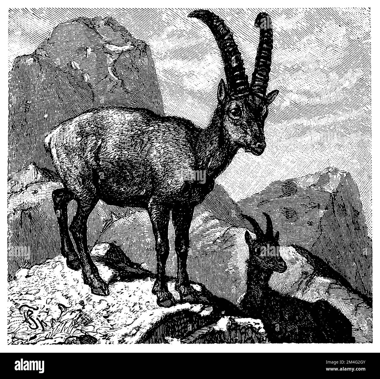 Alpine ibex, Capra ibex, (encyclopédie, 1893), Alpensteinbock, bouquetin des Alpes Banque D'Images