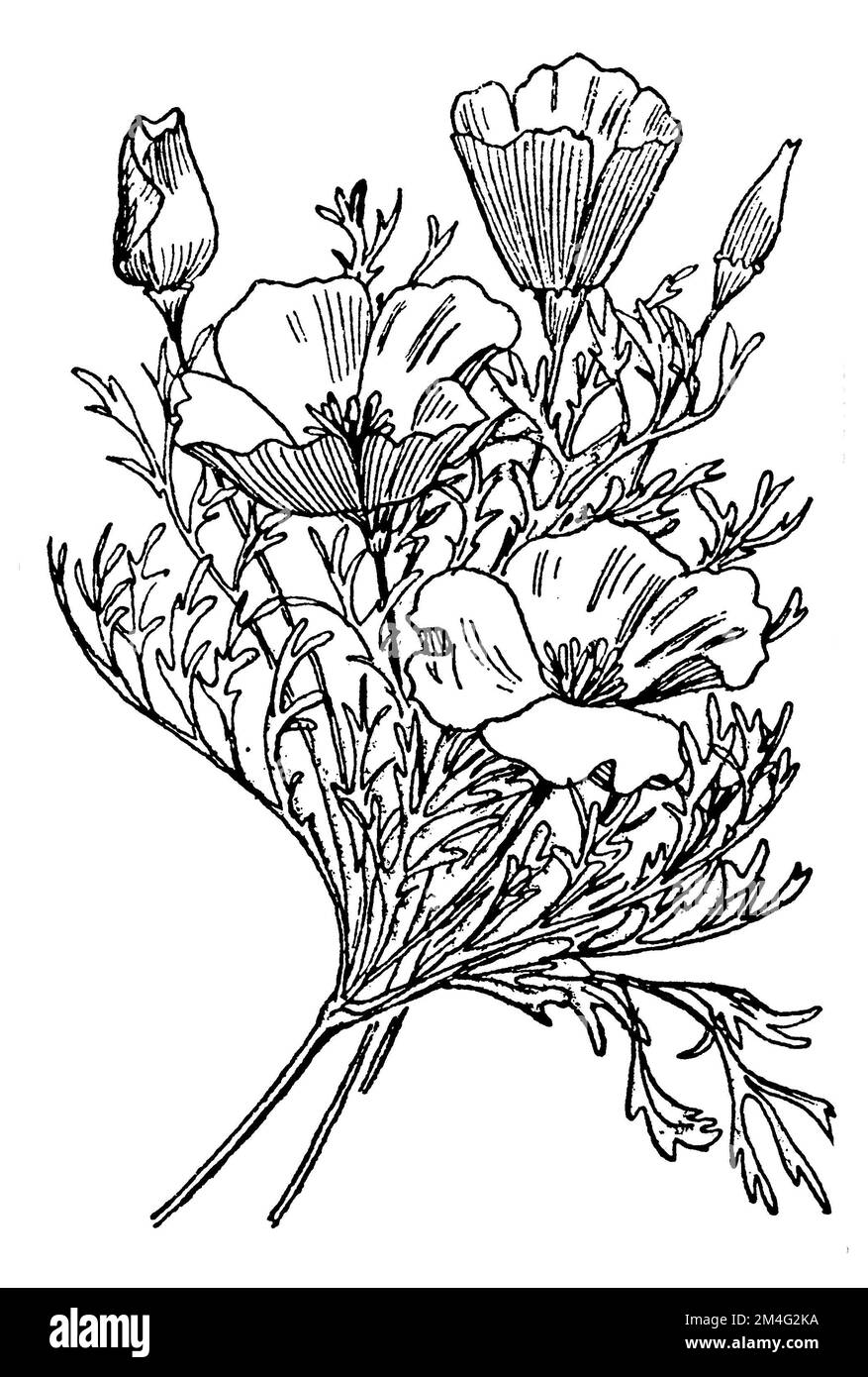 Eschscholzia californica, Eschscholzia californica, Petersen, Carl Olof (1881-1931) (livre de jardin, 1936), Kalifornischer Mohn, Pavot de Californie Banque D'Images