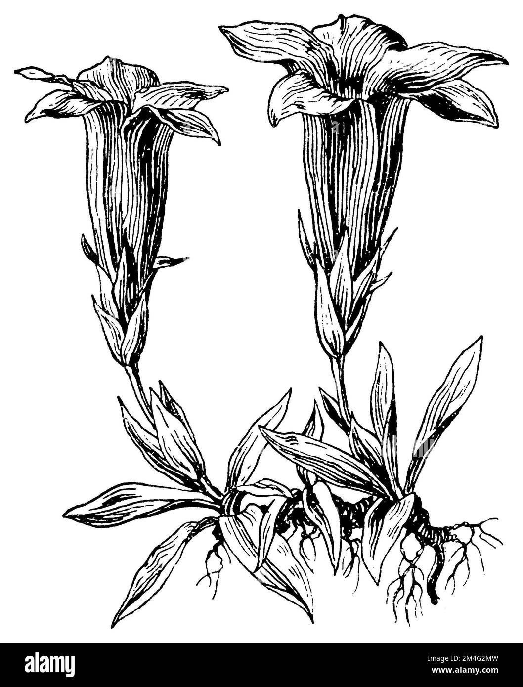 Stemless Gentian, Gentiana acaulis, (livre botanique, 1910), Kochscher Enzian, Acaule de Gentiane Banque D'Images