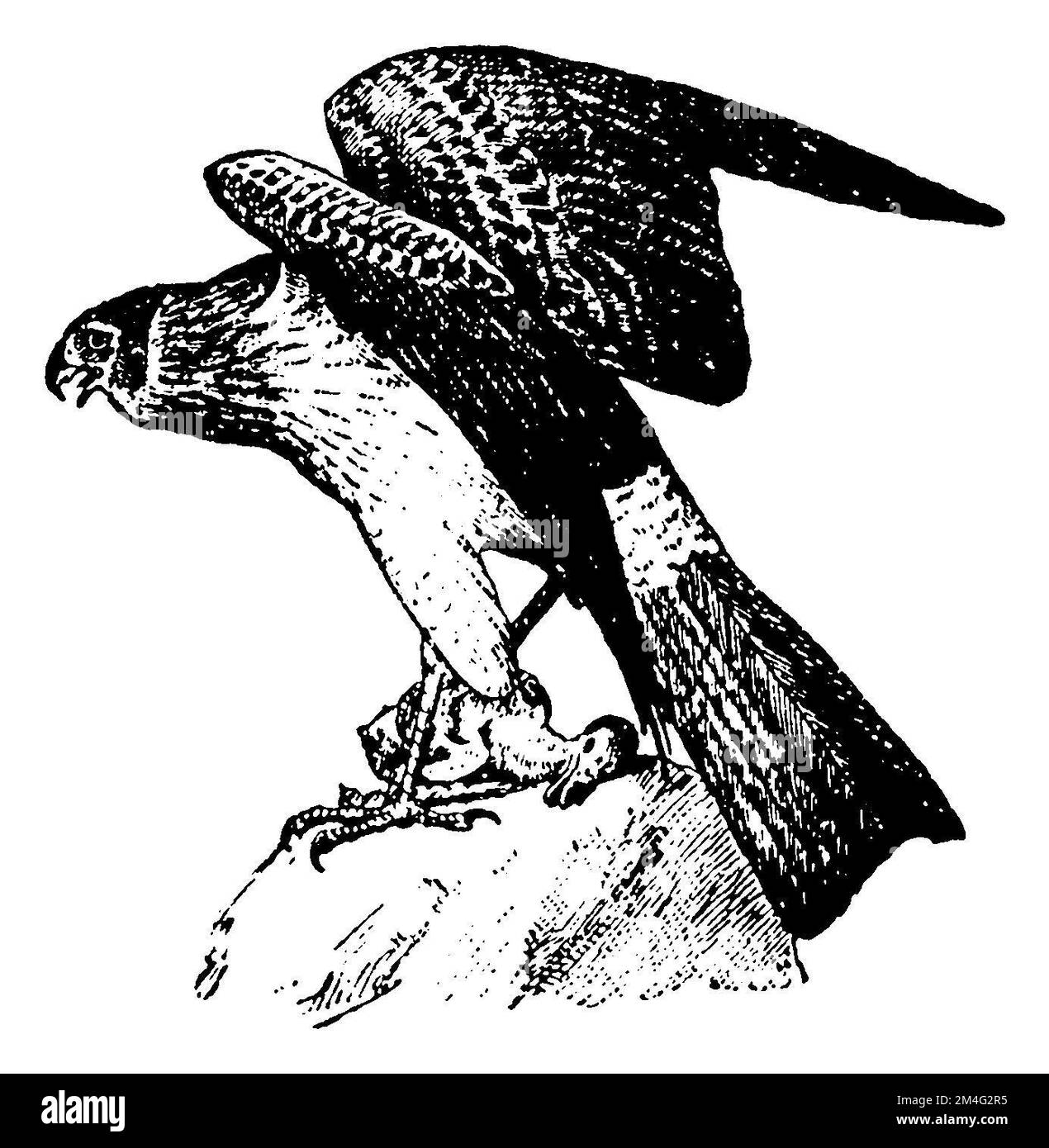 Buzzard eurasien, Buteo buteo, (encyclopédie, 1910), Mäusebussard, variable buse Banque D'Images