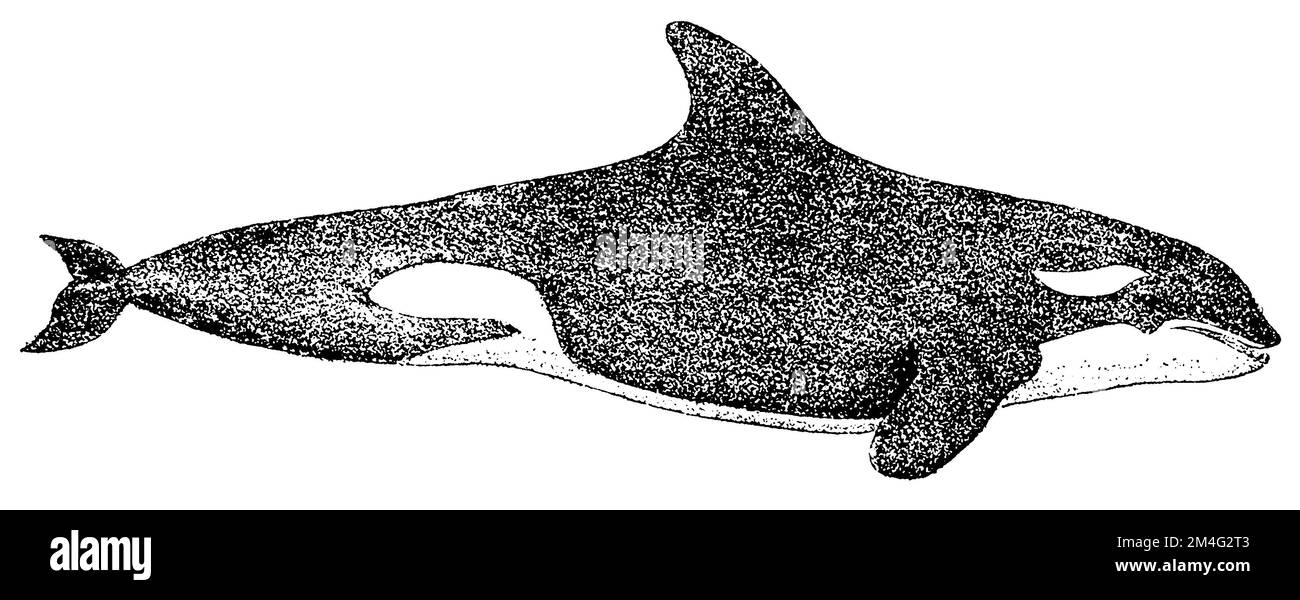 Orca, Orcinus orca, (livre de zoologie, 1909), Orka, Épaulard Banque D'Images