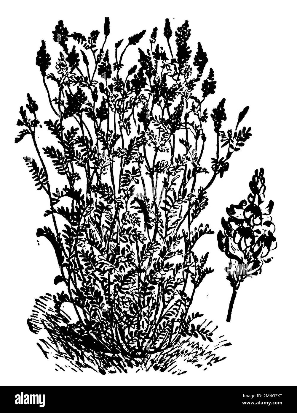 Sainfoin commun, Onobrychis viciifolia Syn Onobrychis sativa, (impression de patrons, 1911), Saat-Esparsette, ainfoin cultivé Banque D'Images