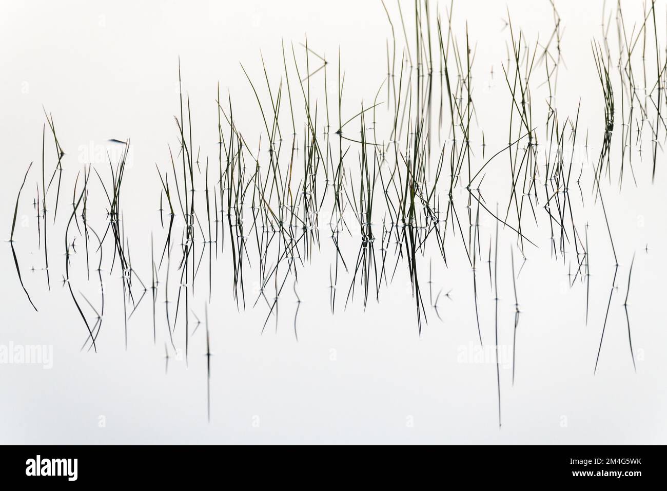 Silhoueté lames de l'herbe s'élevant au-dessus de l'eau parfaitement plate d'un lac et réfléchie sur la surface de l'eau. Banque D'Images