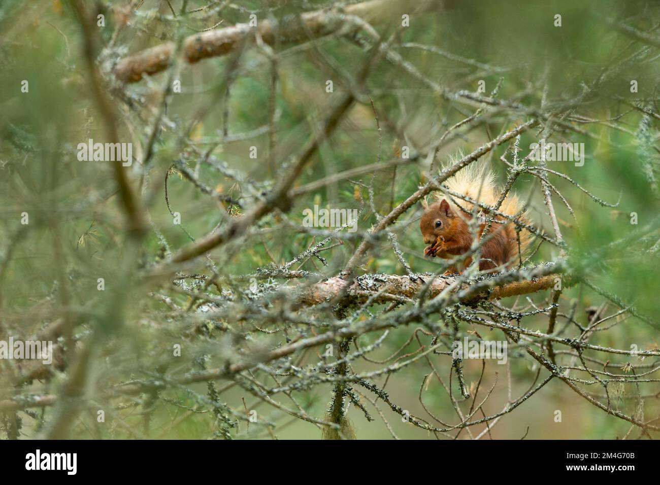 Écureuil rouge eurasien Sciurus vulgaris, perchée en conifères, Anagach Woods, Highland, Ecosse, Royaume-Uni, juin Banque D'Images