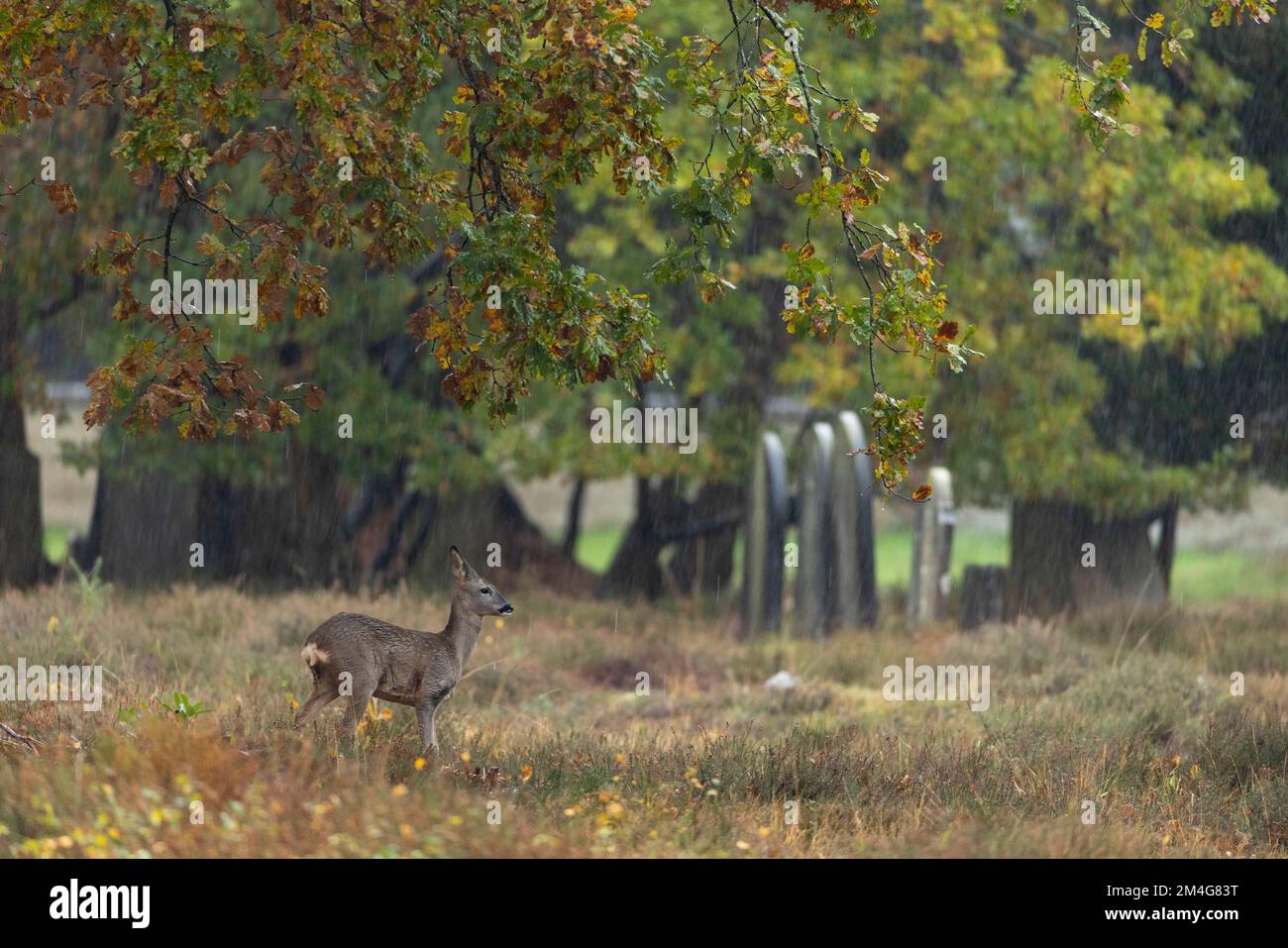 Cerf de Virginie européen Caprelous capreolus, juvénile au cimetière, Royaume-Uni, novembre Banque D'Images